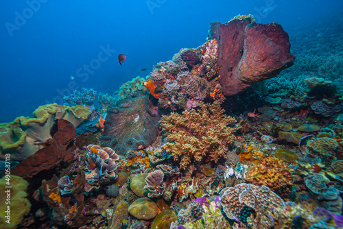 Coral reef South Pacific