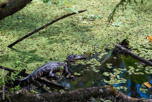 Corkscrew Swamp Sanctuary Young Alligator © RobertMiller