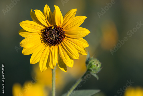 Sunflower in bloom with natural background. Sunflower close-up.