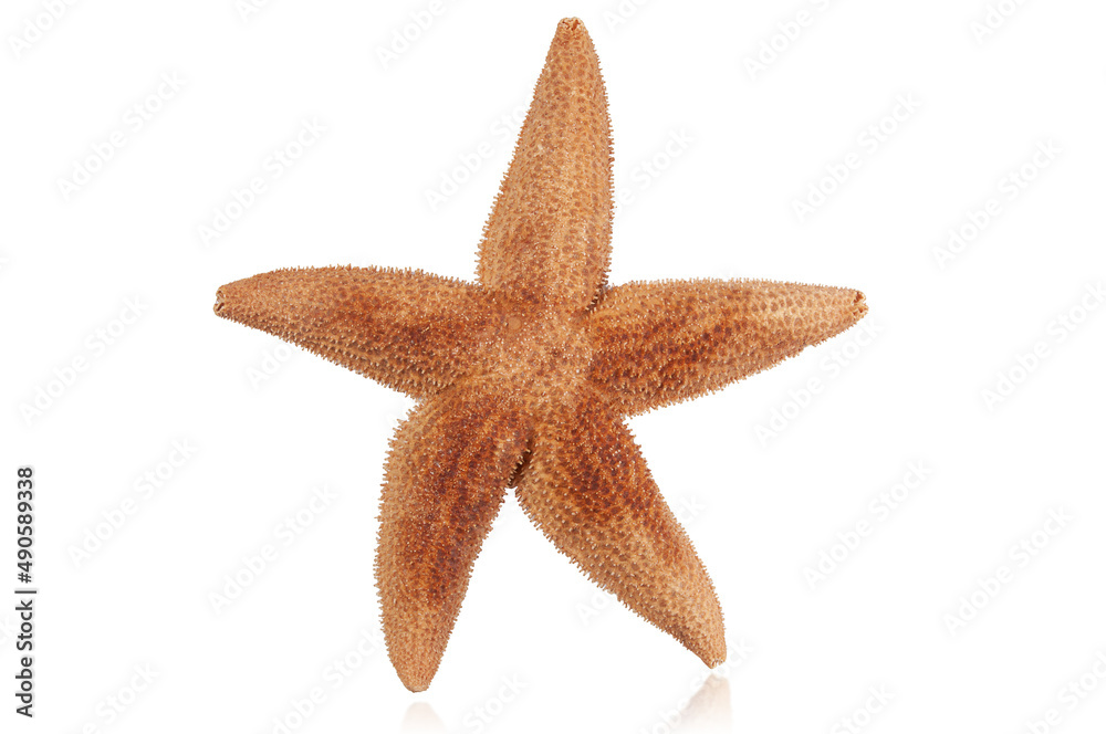 red starfish isolated on white background with reflection red starfish isolated on white background with reflection