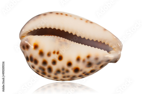 exotic tropical shell isolated on white background with reflection