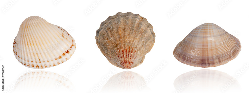 set of exotic tropical shells isolated on white background with reflection set of exotic tropical shells isolated on white background with reflection