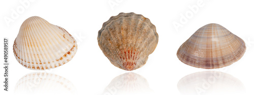 set of exotic tropical shells isolated on white background with reflection