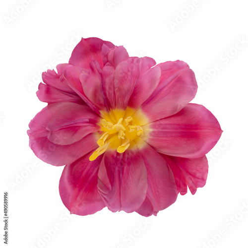 Tulip flower head isolated on white background.