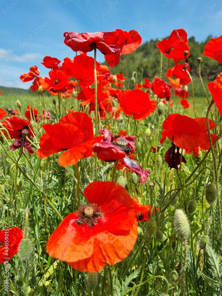 Obraz premium poppies in the spring in a field among the greenery