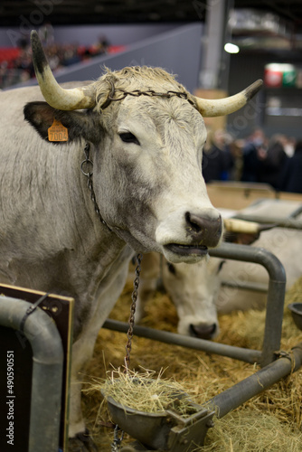 Fototapeta Naklejka Na Ścianę i Meble -  view of a Gascon breed cow at the agriculture show