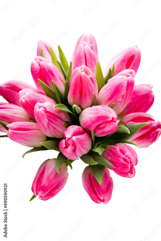 More tulip on the grey background. More tulip on the grey background.