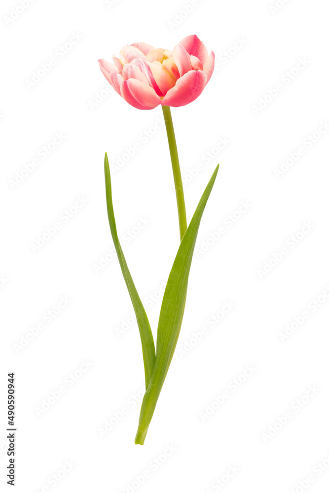 Spring flowers, tulips on pastel colors background. Retro vintage style.