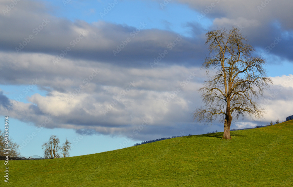 Green field with a single tree over blue sky background