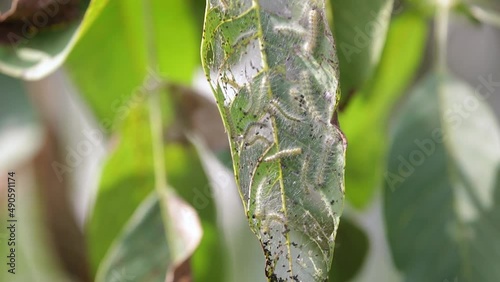 Lots of Caterpillars consuming the leaves of a walnut tree in late summer photo