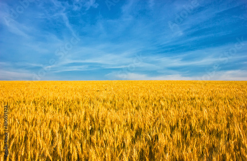 Ukrainian flag, wheat field against the blue sky