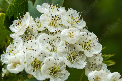 Fototapeta Naklejka Na Ścianę i Meble -  Russia. Kronstadt. June 5, 2020. White flowers bloomed on the hawthorn bushes.