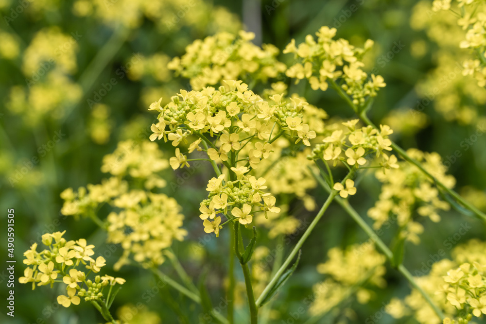 Russia. Kronstadt. June 10, 2020. Bright yellow flowers of the millennial. Russia. Kronstadt. June 10, 2020. Bright yellow flowers of the millennial.