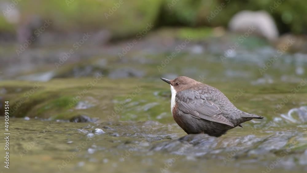 The dip, White throated dipper at hunt (Cinclus cinclus) The dip, White throated dipper at hunt (Cinclus cinclus)
