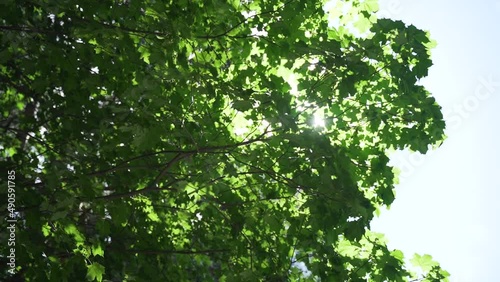 The sun's rays break through the crowns of the tree