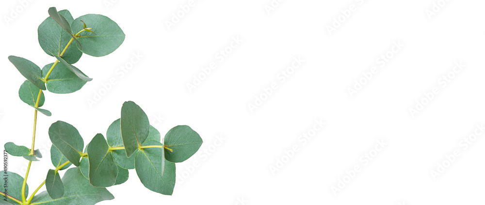sprig of green eucalyptus isolated on a white background with copy space