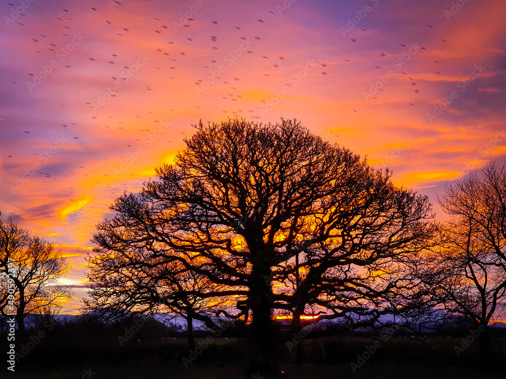Orange sky oak tree Orange sky oak tree