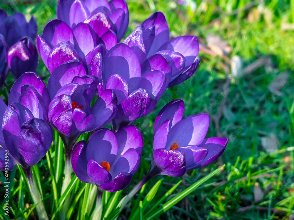 Spring flowers in park Spring flowers in park