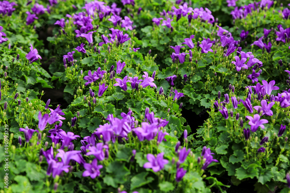 Campanula plants in the garden in Spain Campanula plants in the garden in Spain