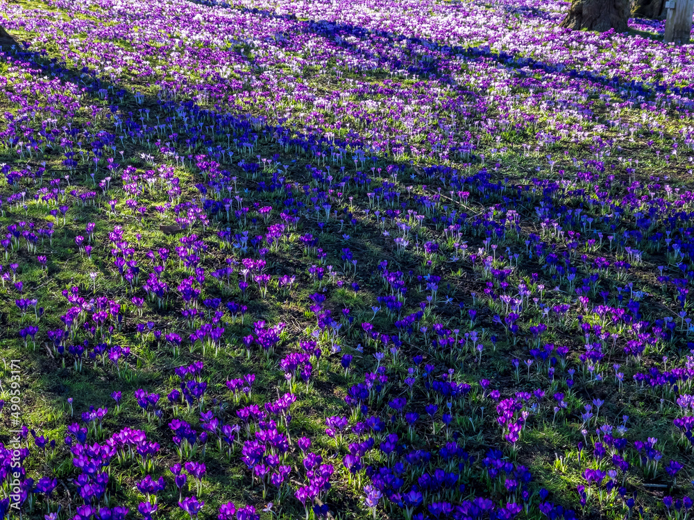 Obraz premium Spring flowers in park