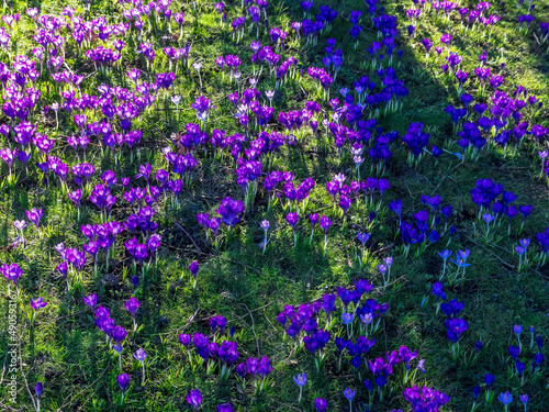 Spring flowers in park