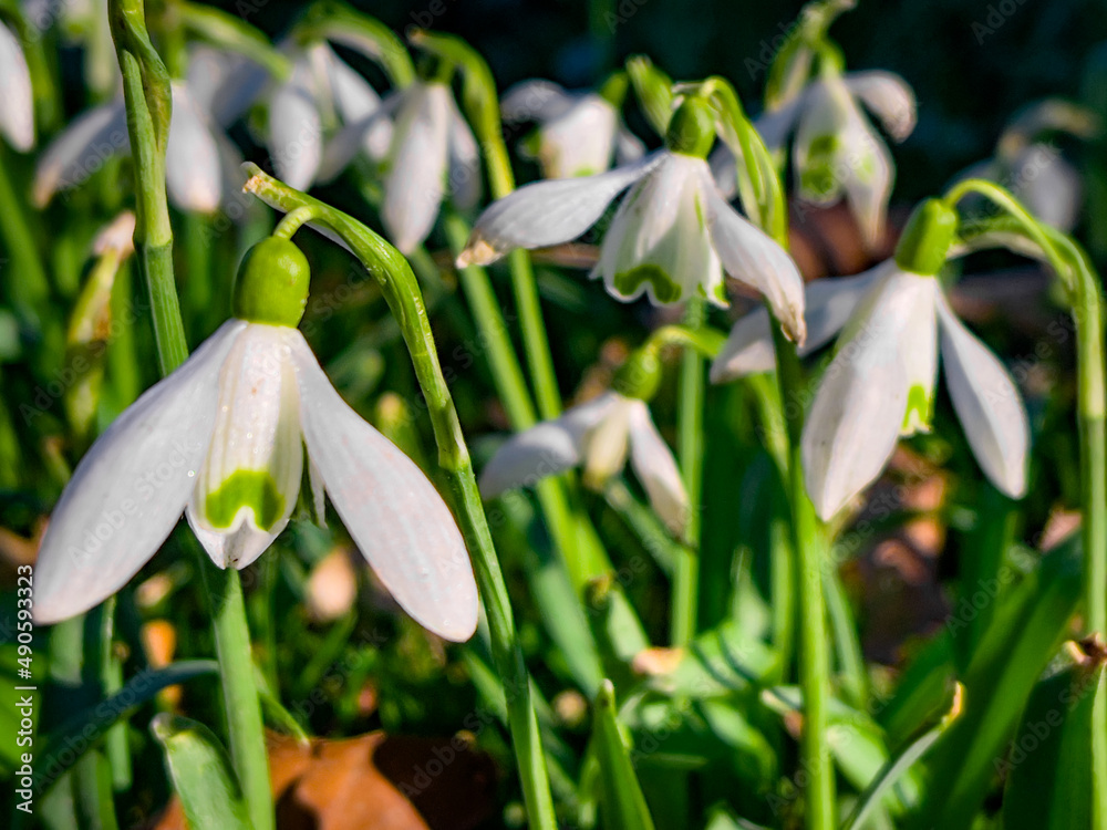 Spring flowers in park