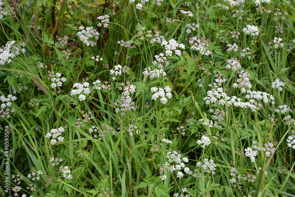 Torilis japonica grows in the wild Torilis japonica grows in the wild
