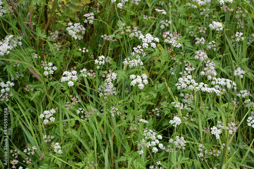 Torilis japonica grows in the wild