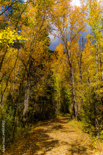 beautiful fall scene with trees © SETH
