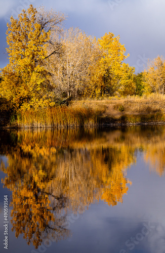 fall scene with trees and leaves