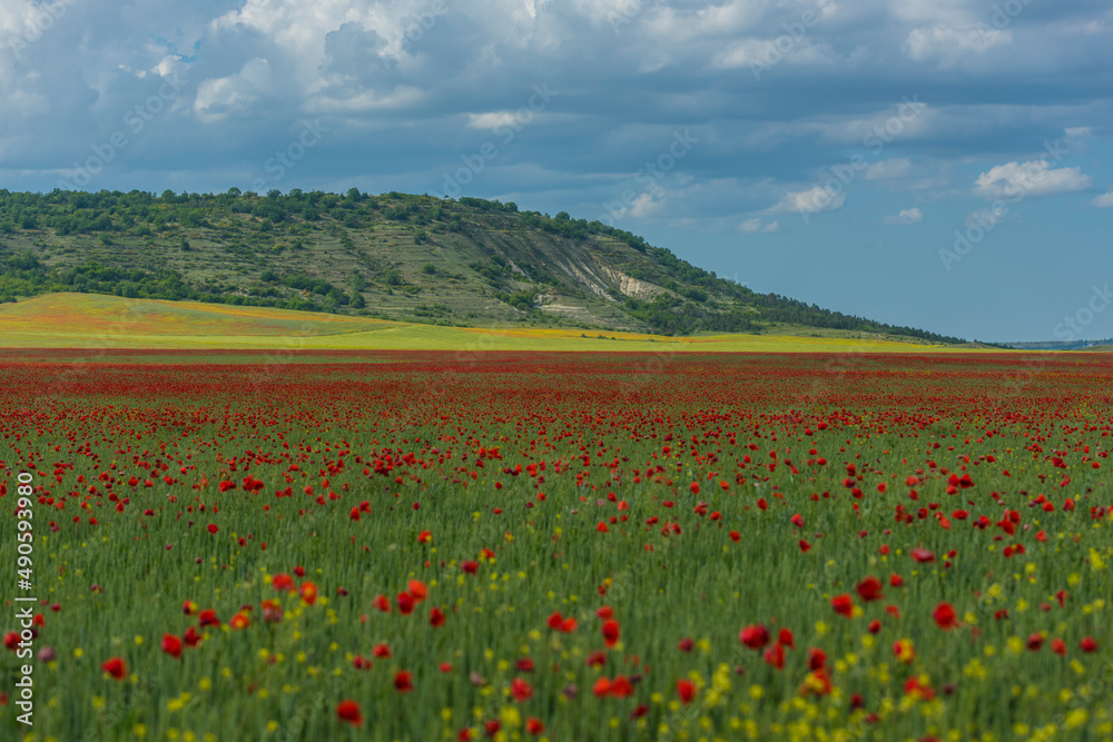 Fototapeta premium poppy field at the foot of the hill in May