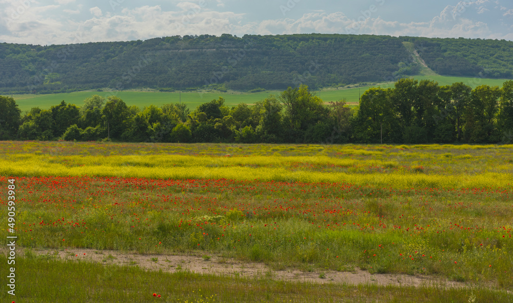 poppy field at the foot of the hill in May