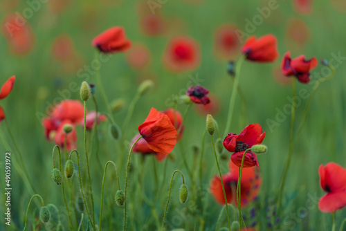 red poppies close-up in a field in summer among the green grass