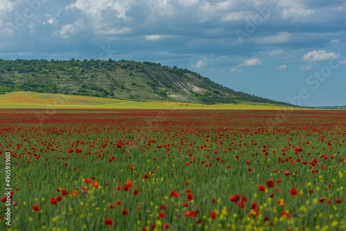 poppy field at the foot of the hill in May