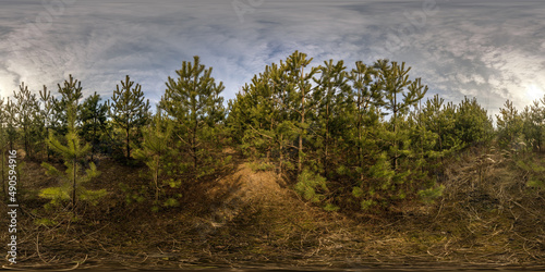 Slika na platnu full seamless spherical hdri panorama 360 degrees angle view on plantation or pinery forest of young conifers with a lot of plants in equirectangular projection