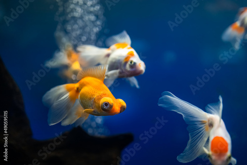 a flock of goldfish swim in the aquarium