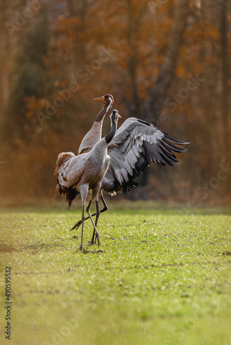 Tokujące żurawie wiosną na łące