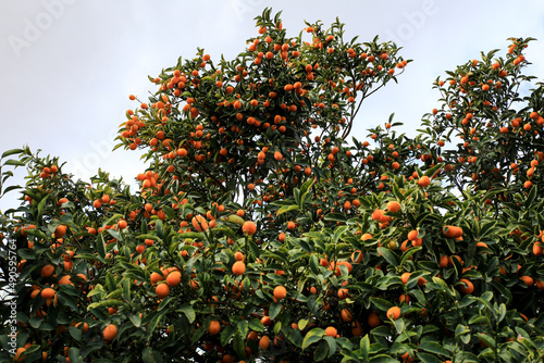 Kumquat tree in the garden in Spain