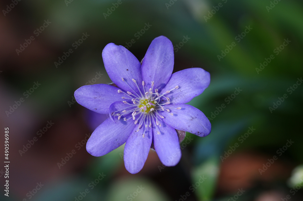 Makroaufnahme von der violetten Blüte des Leberblümchens Makroaufnahme von der violetten Blüte des Leberblümchens