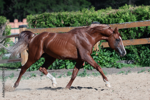 Beautiful chestnut horse running in paddock on the sand background