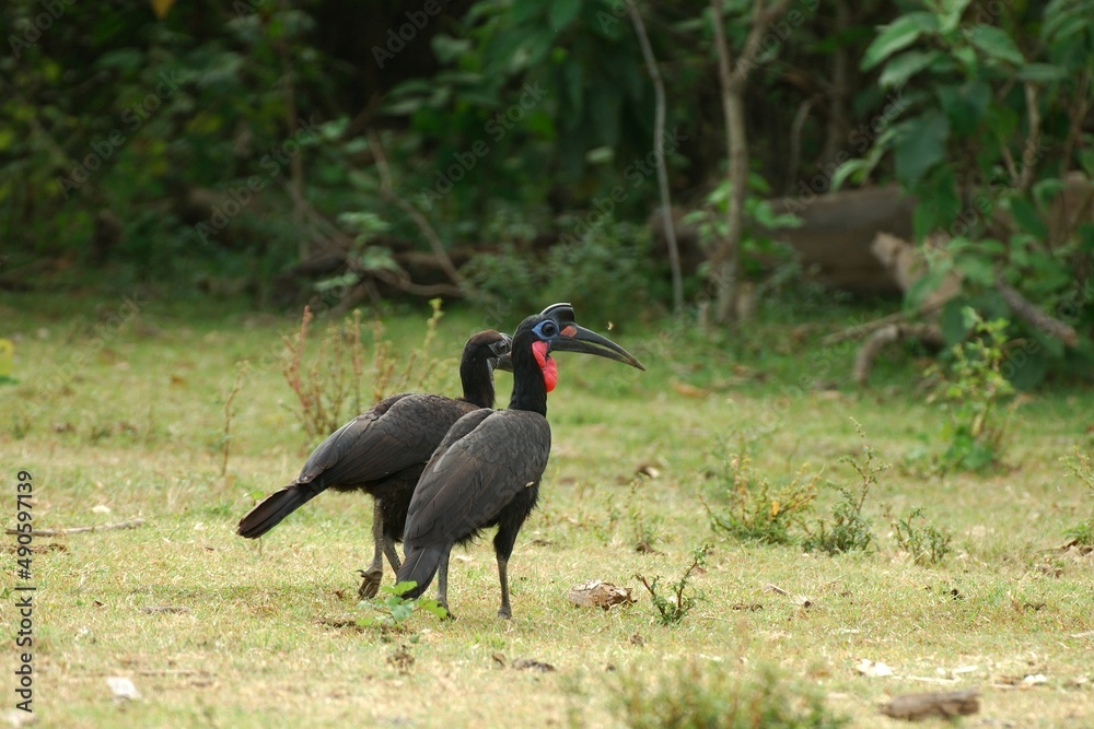 Obraz premium Ein Paar Sudan-Hornraben (Bucorvus abyssinicus) , Äthiopien.