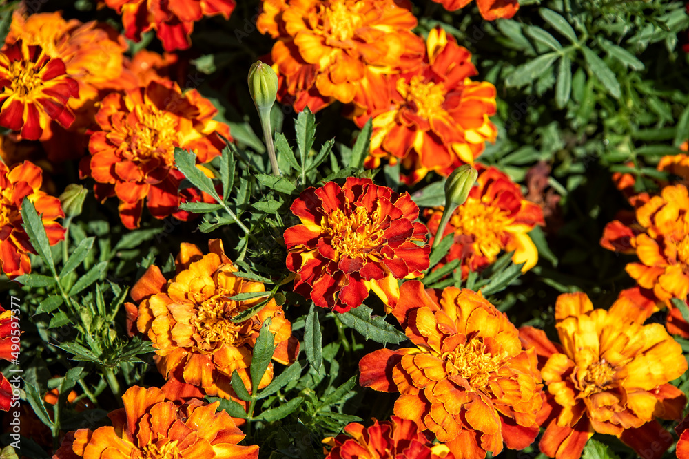 Blooming Orange and Yellow Marigold Flowers Blooming Orange and Yellow Marigold Flowers