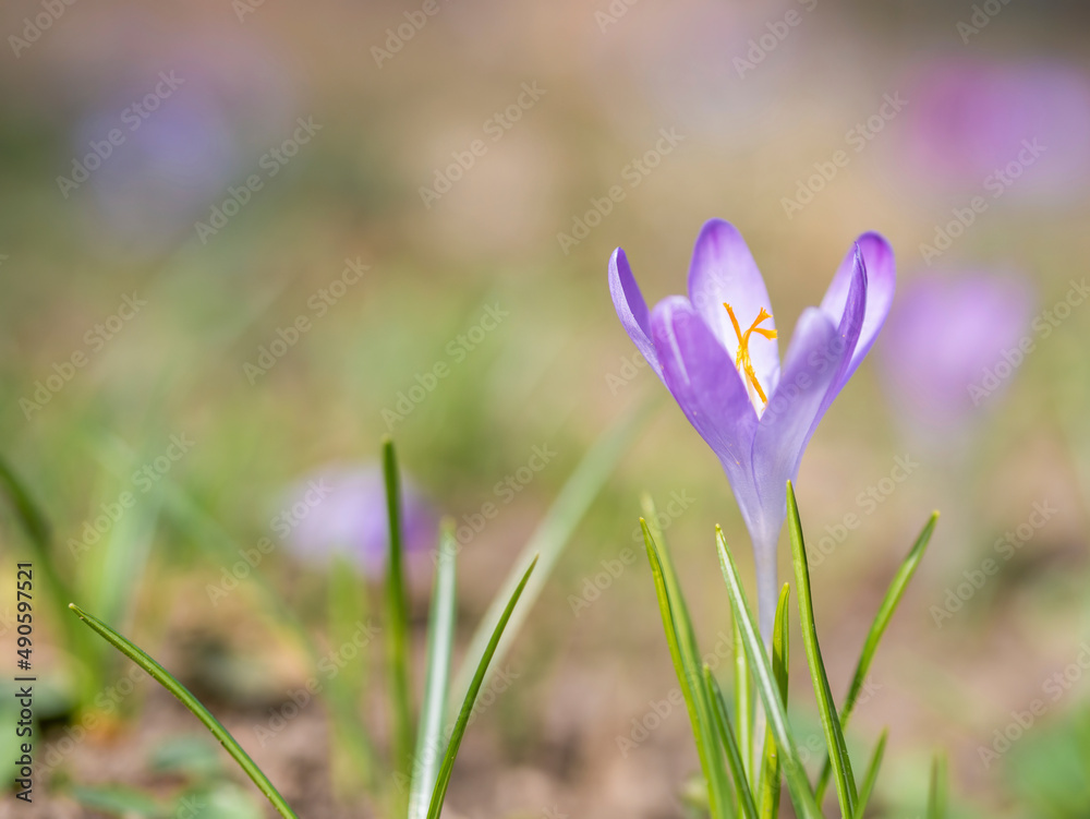 Crocus heuffelianus or Crocus vernus (spring crocus, giant crocus) purple flower blooming in the early spring Crocus heuffelianus or Crocus vernus (spring crocus, giant crocus) purple flower blooming in the early spring