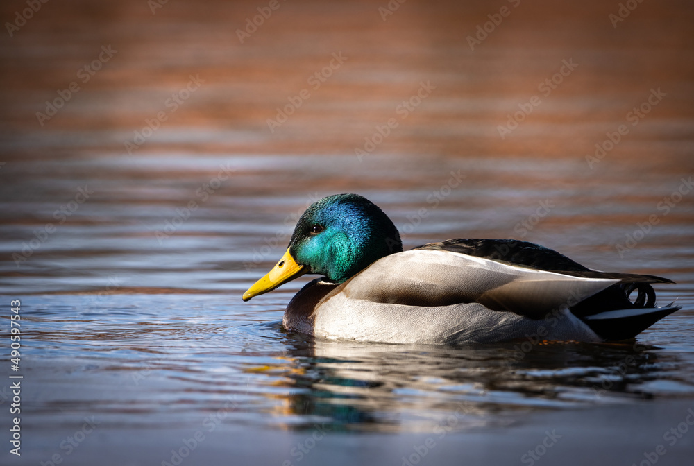 duck on the lake duck on the lake