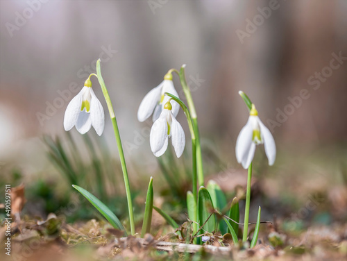 Group of Galanthus nivalis, the snowdrop or common snowdrop in the beginning of spring. Small white flower of spring. © Cristi