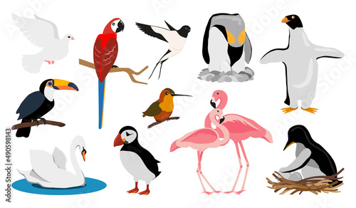 Bird wild urban tropical rare endangered flat set. Dove toucan swan swallow hummingbird flamingo puffin penguin parrot macaw swift nest brood egg simple sticker journal book badge isolated on white