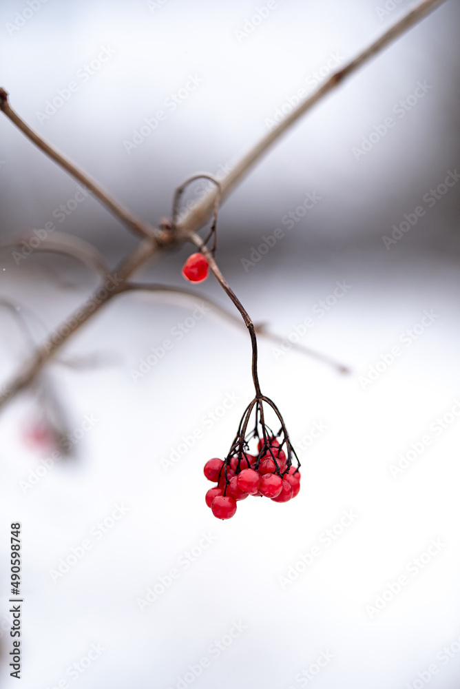 Red berries of guelder-rose winter with snow