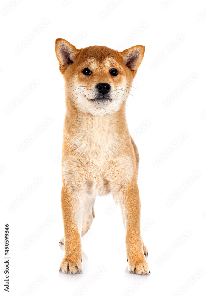 shiba inu in studio