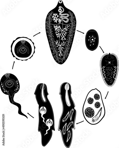 Black silhouette of with Life cycle of Sheep liver fluke (Fasciola hepatica) isolated on white background photo