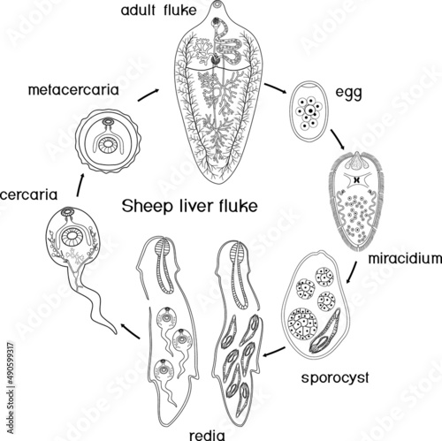 Coloring page with Life cycle of Sheep liver fluke (Fasciola hepatica) isolated on white background